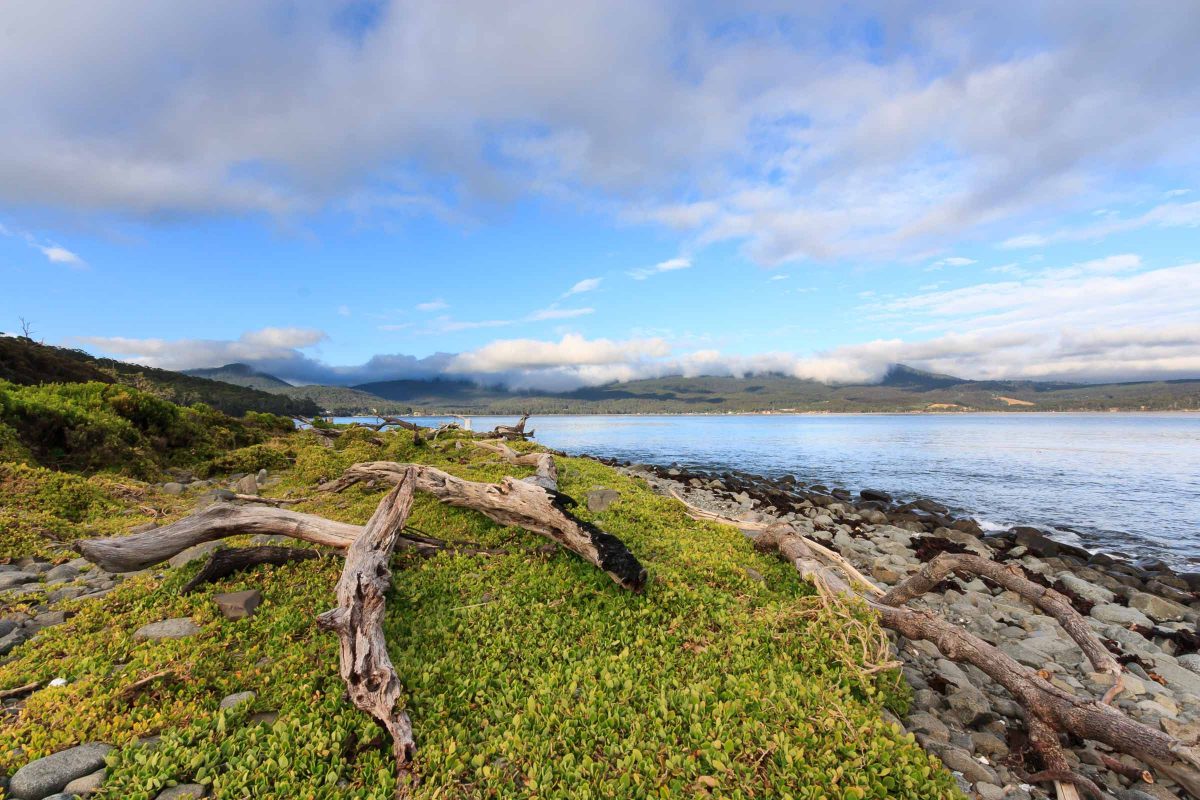 Driftwood | Bruny Island