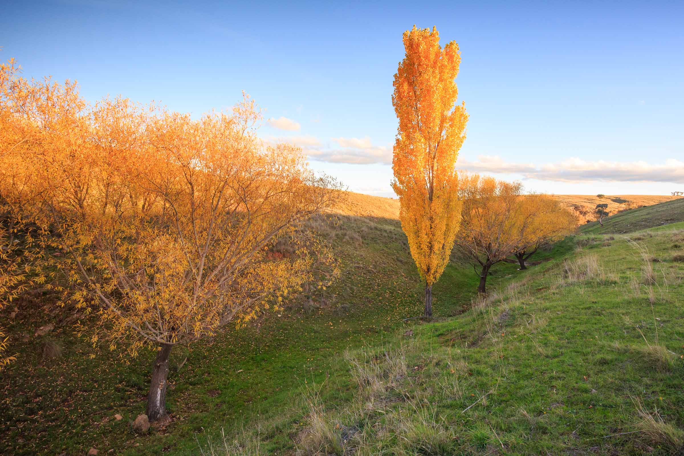 Golden Leaves | Cooma